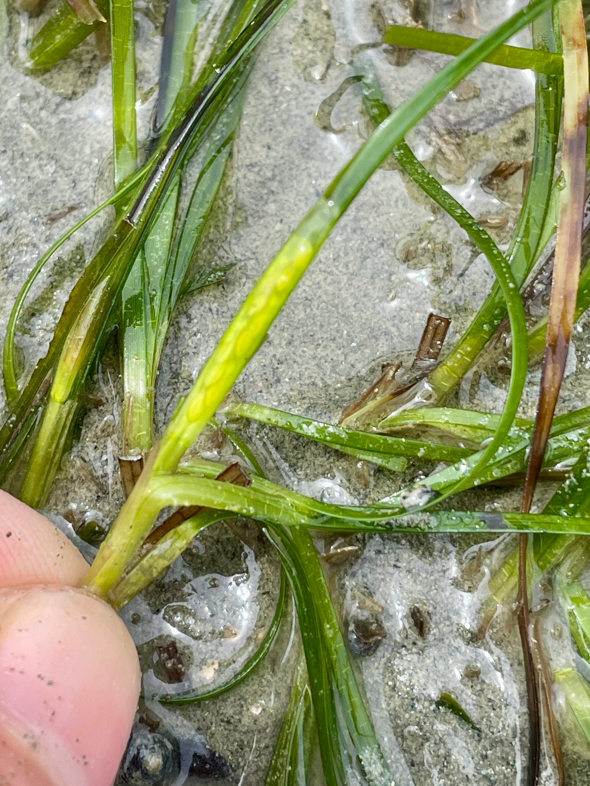 Thumbnail for Restoring the Meadows: Four Years of Seagrass Research