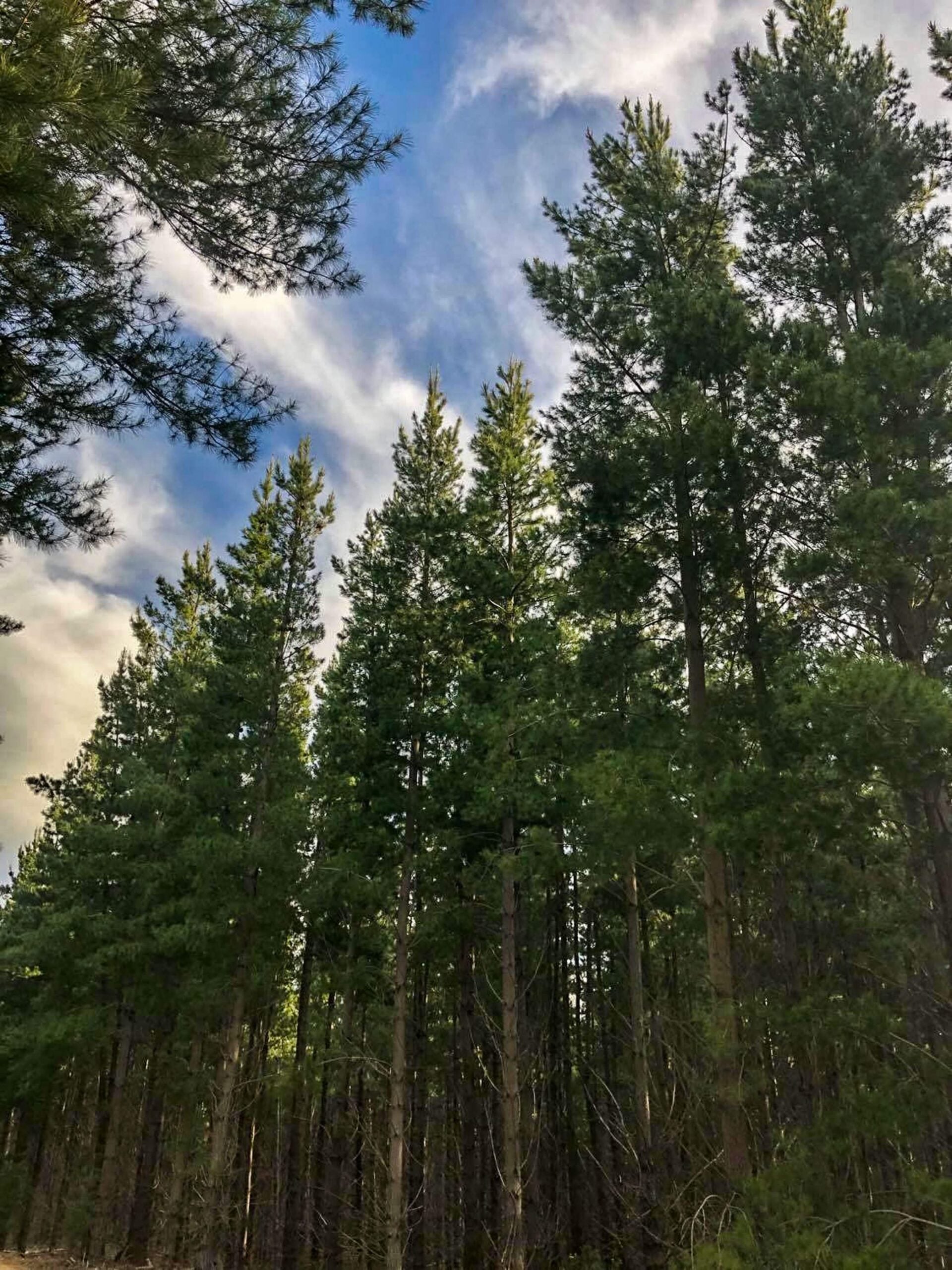 Thumbnail for Grab your camera and head to the forest – OneFortyOne’s photo competition is back